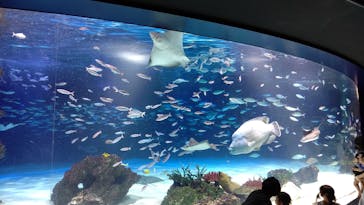 サンシャイン水族館に投稿された画像（2023/7/30）