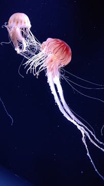 サンシャイン水族館に投稿された画像（2023/7/30）