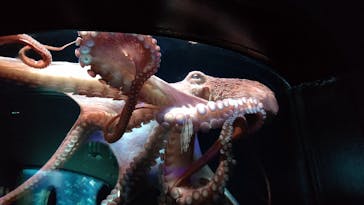 サンシャイン水族館に投稿された画像（2023/7/30）