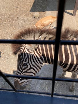 那須サファリパークに投稿された画像（2023/7/30）