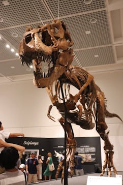 大阪市立自然史博物館に投稿された画像（2023/7/31）