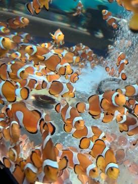 鴨川シーワールドに投稿された画像（2023/7/31）