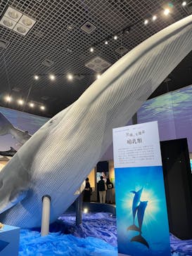 特別展「海　―生命のみなもと―」（国立科学博物館）に投稿された画像（2023/7/31）