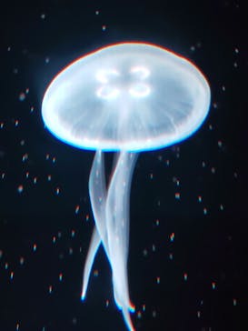 京都水族館に投稿された画像（2023/7/31）