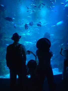 京都水族館に投稿された画像（2023/7/31）