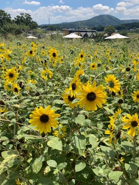 いばらきフラワーパークに投稿された画像（2023/7/31）