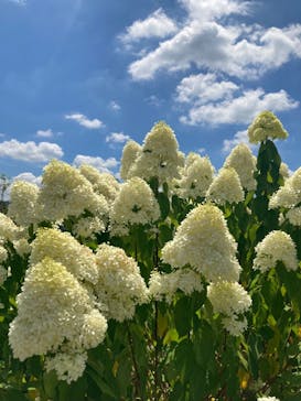 いばらきフラワーパークに投稿された画像（2023/7/31）