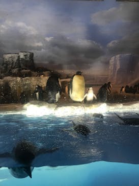 名古屋港水族館に投稿された画像（2023/7/31）