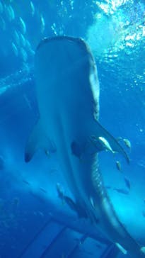 沖縄美ら海水族館に投稿された画像（2023/7/31）
