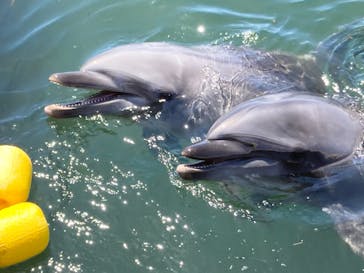 日間賀島ドルフィンビーチに投稿された画像（2023/7/31）