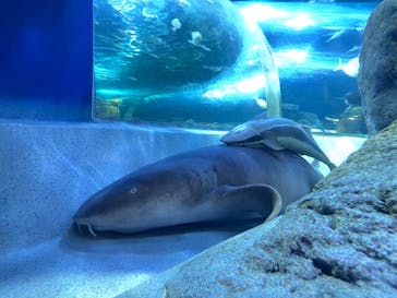 しながわ水族館に投稿された画像（2023/7/31）