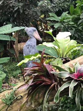 神戸どうぶつ王国に投稿された画像（2023/7/31）