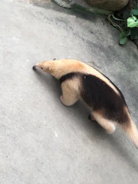 神戸どうぶつ王国に投稿された画像（2023/7/31）