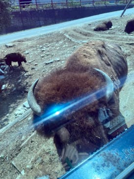 群馬サファリパークに投稿された画像（2023/7/31）