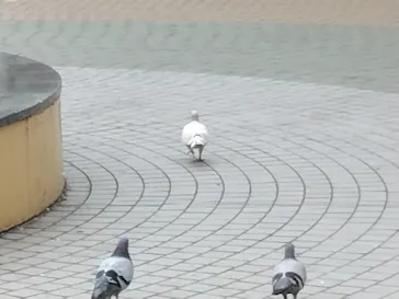 ひらかたパークに投稿された画像（2023/7/31）