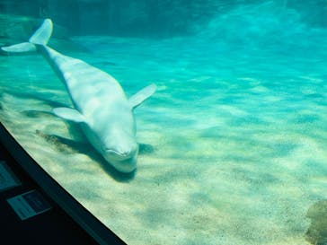 名古屋港水族館に投稿された画像（2023/7/31）