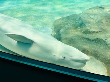 名古屋港水族館に投稿された画像（2023/7/31）