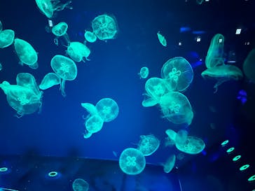 名古屋港水族館に投稿された画像（2023/7/31）