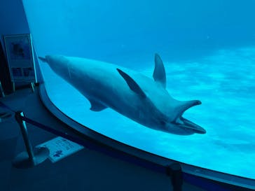 名古屋港水族館に投稿された画像（2023/7/31）