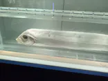 名古屋港水族館に投稿された画像（2023/7/31）