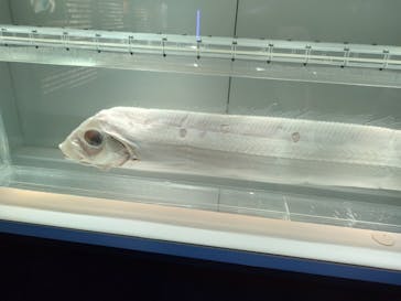 名古屋港水族館に投稿された画像（2023/7/31）