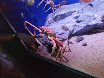 名古屋港水族館に投稿された画像（2023/7/31）