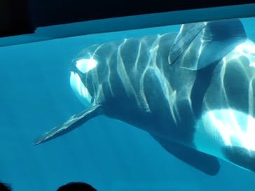 名古屋港水族館に投稿された画像（2023/7/31）