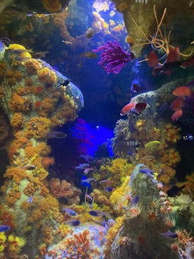 サンシャイン水族館に投稿された画像（2023/7/31）