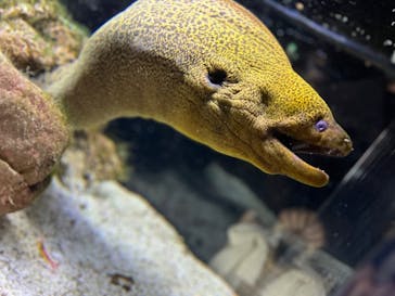 京都水族館に投稿された画像（2023/7/31）