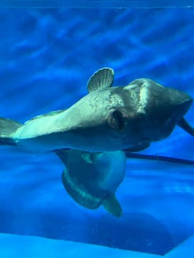 アクアワールド茨城県大洗水族館に投稿された画像（2023/7/31）