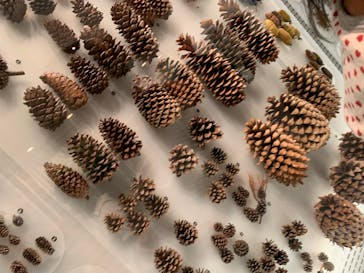 国立科学博物館に投稿された画像（2023/7/31）