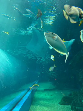 マクセル アクアパーク品川に投稿された画像（2023/7/31）