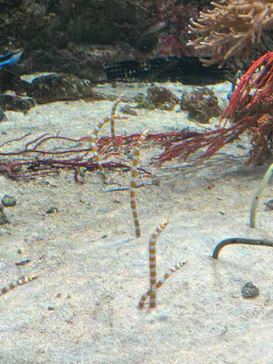 マクセル アクアパーク品川に投稿された画像（2023/7/31）