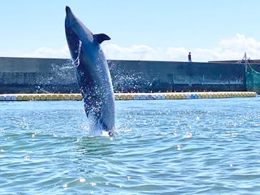 日間賀島ドルフィンビーチに投稿された画像（2023/7/31）