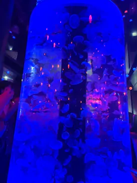 マクセル アクアパーク品川に投稿された画像（2023/7/31）