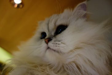 猫カフェモカ　新宿店に投稿された画像（2023/7/31）