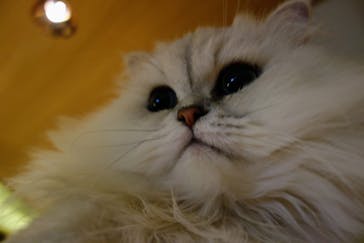 猫カフェモカ　新宿店に投稿された画像（2023/7/31）