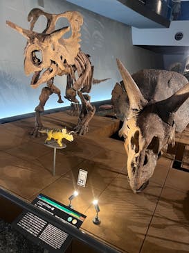 福井県立恐竜博物館に投稿された画像（2023/7/31）