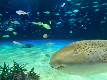 サンシャイン水族館に投稿された画像（2023/7/31）