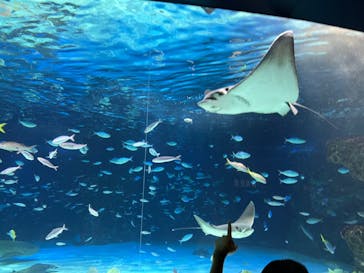 サンシャイン水族館に投稿された画像（2023/7/31）