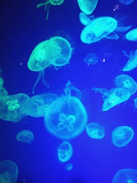 名古屋港水族館に投稿された画像（2023/8/1）