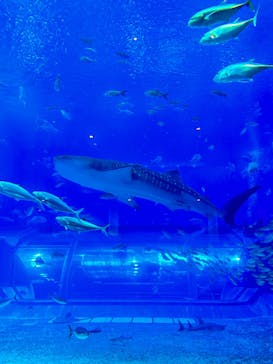 沖縄美ら海水族館に投稿された画像（2023/8/1）