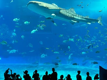 沖縄美ら海水族館に投稿された画像（2023/8/1）