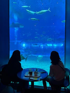 沖縄美ら海水族館に投稿された画像（2023/8/1）