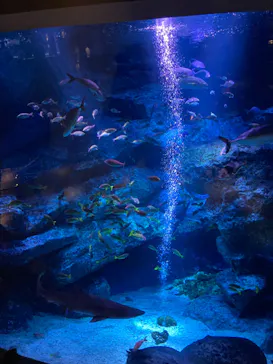 すみだ水族館に投稿された画像（2023/8/1）