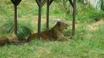 伊豆アニマルキングダムに投稿された画像（2023/8/1）