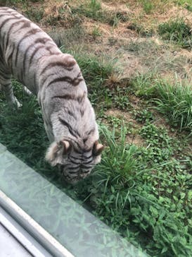 伊豆アニマルキングダムに投稿された画像（2023/8/1）