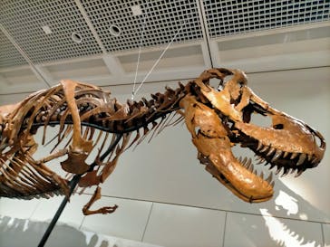 大阪市立自然史博物館に投稿された画像（2023/8/1）