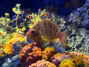アクアワールド茨城県大洗水族館に投稿された画像（2023/8/1）