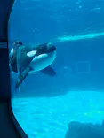 名古屋港水族館に投稿された画像（2023/8/1）